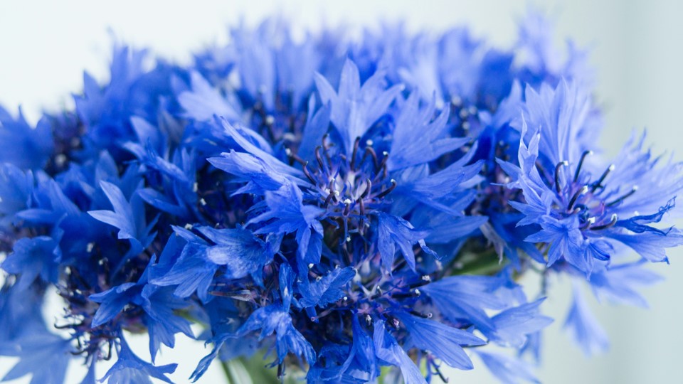 Hydrolat de Bleuet