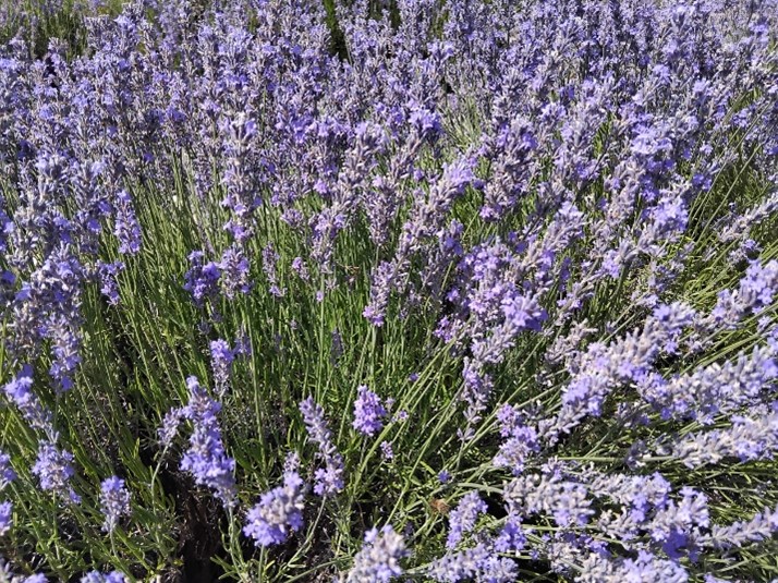 Parcelle de lavande