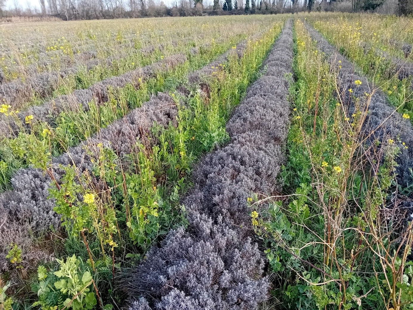 Couvert hivernal 04/03/25 dans de la lavande