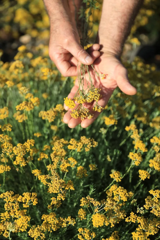 Helpac-Elixens France