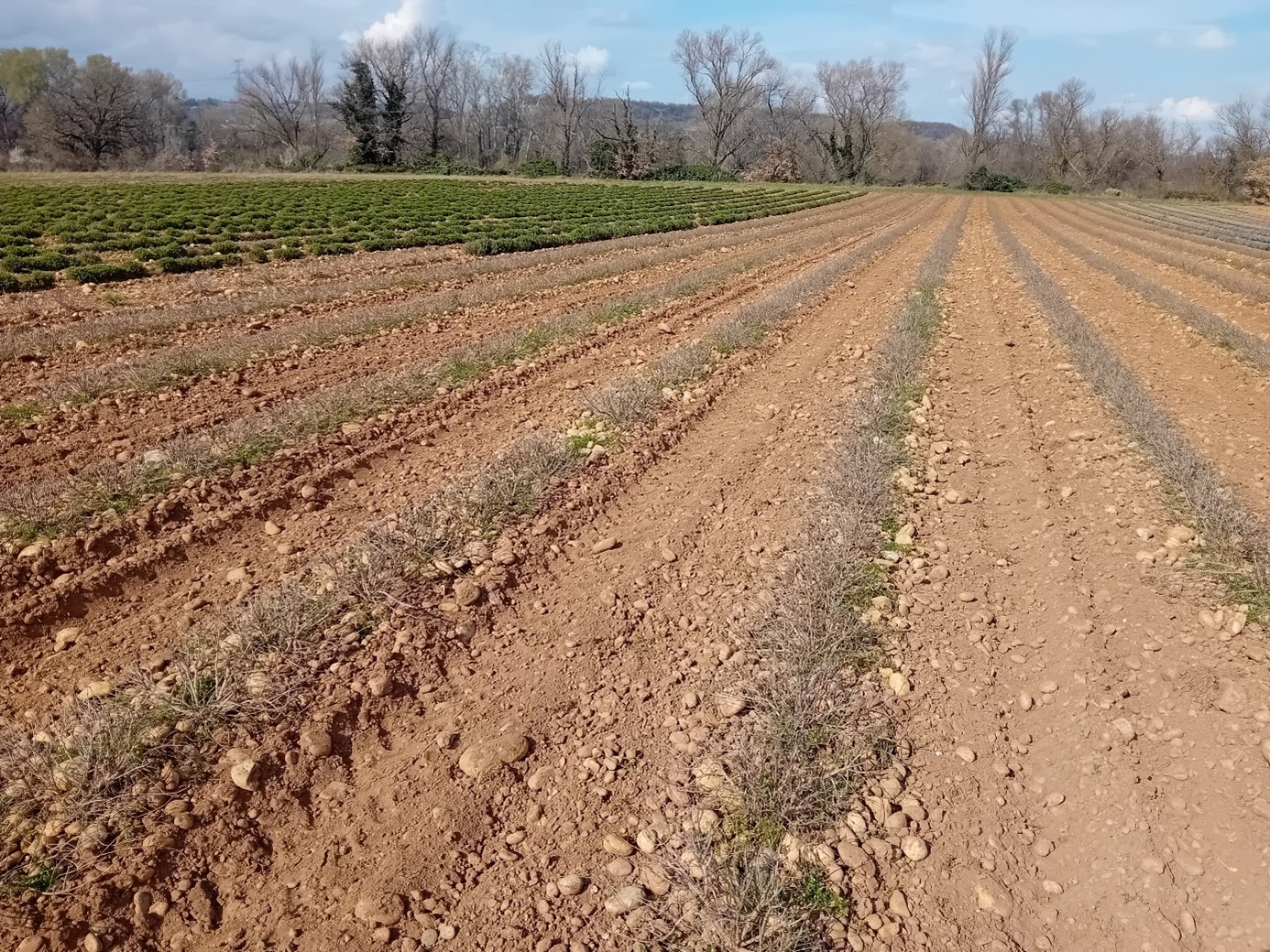 Verveine devant et marjolaine au fond à gauche 02/03/26 