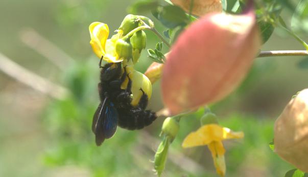 Inventaire biodiversité sica bio plantes et elixens