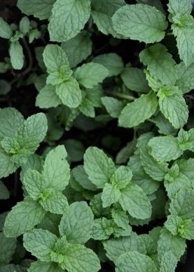 Menthe douce, poivrée, bio Menthe douce, poivrée, bio