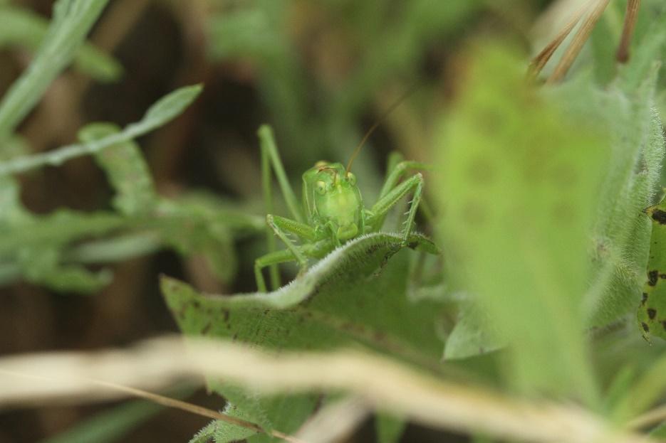 Inventaire biodiversité sica bio plantes et elixens