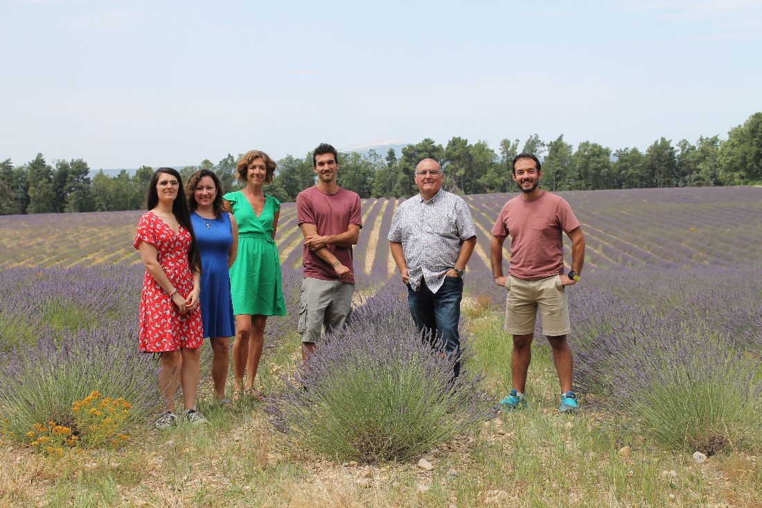 Elixens dans la lavande du Ventoux