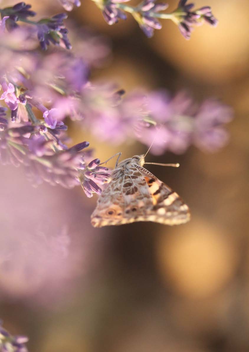Inventaire biodiversité sica bio plantes et elixens