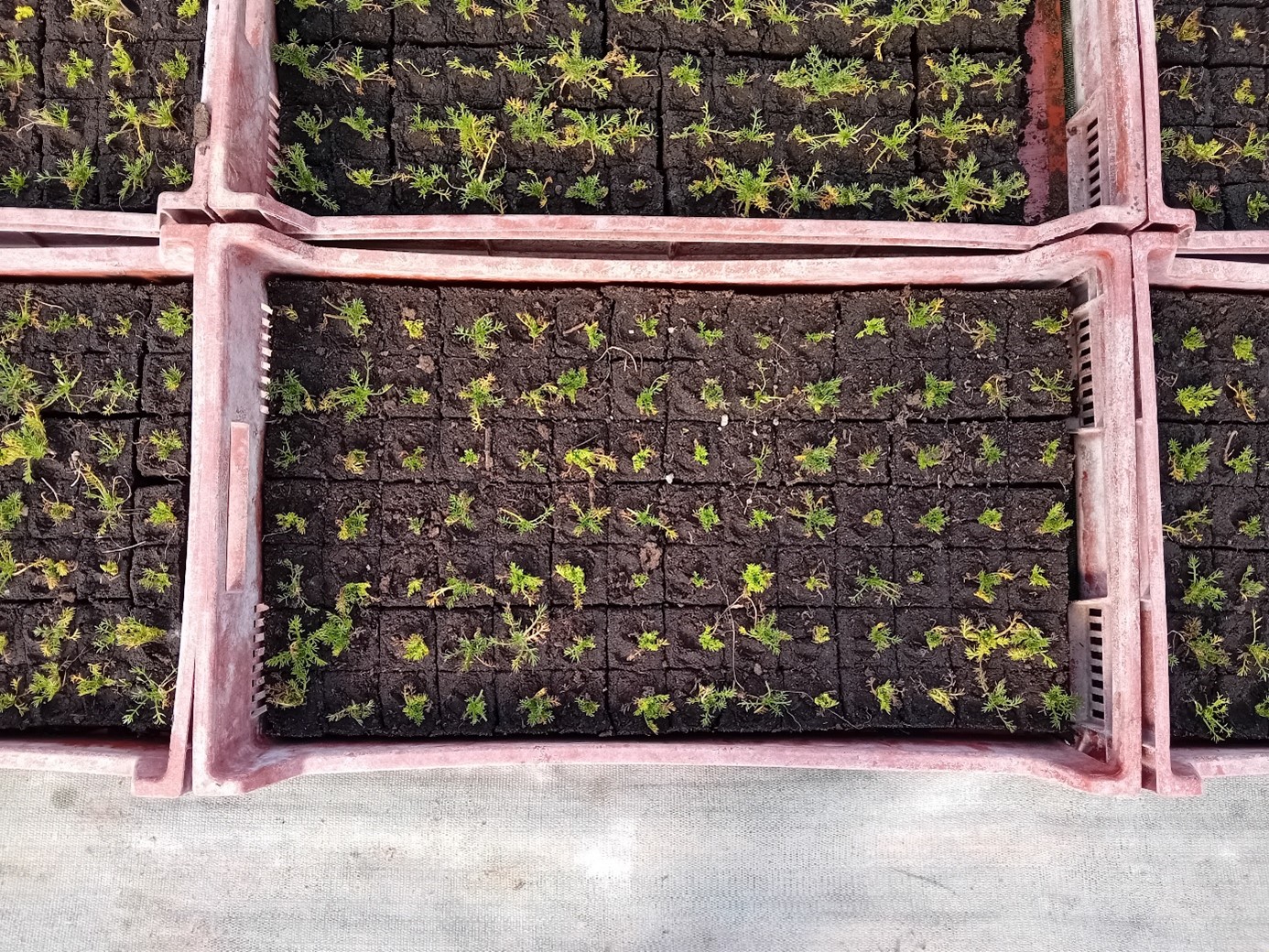 Plants de camomille romaine sous serre le 04/03/25
