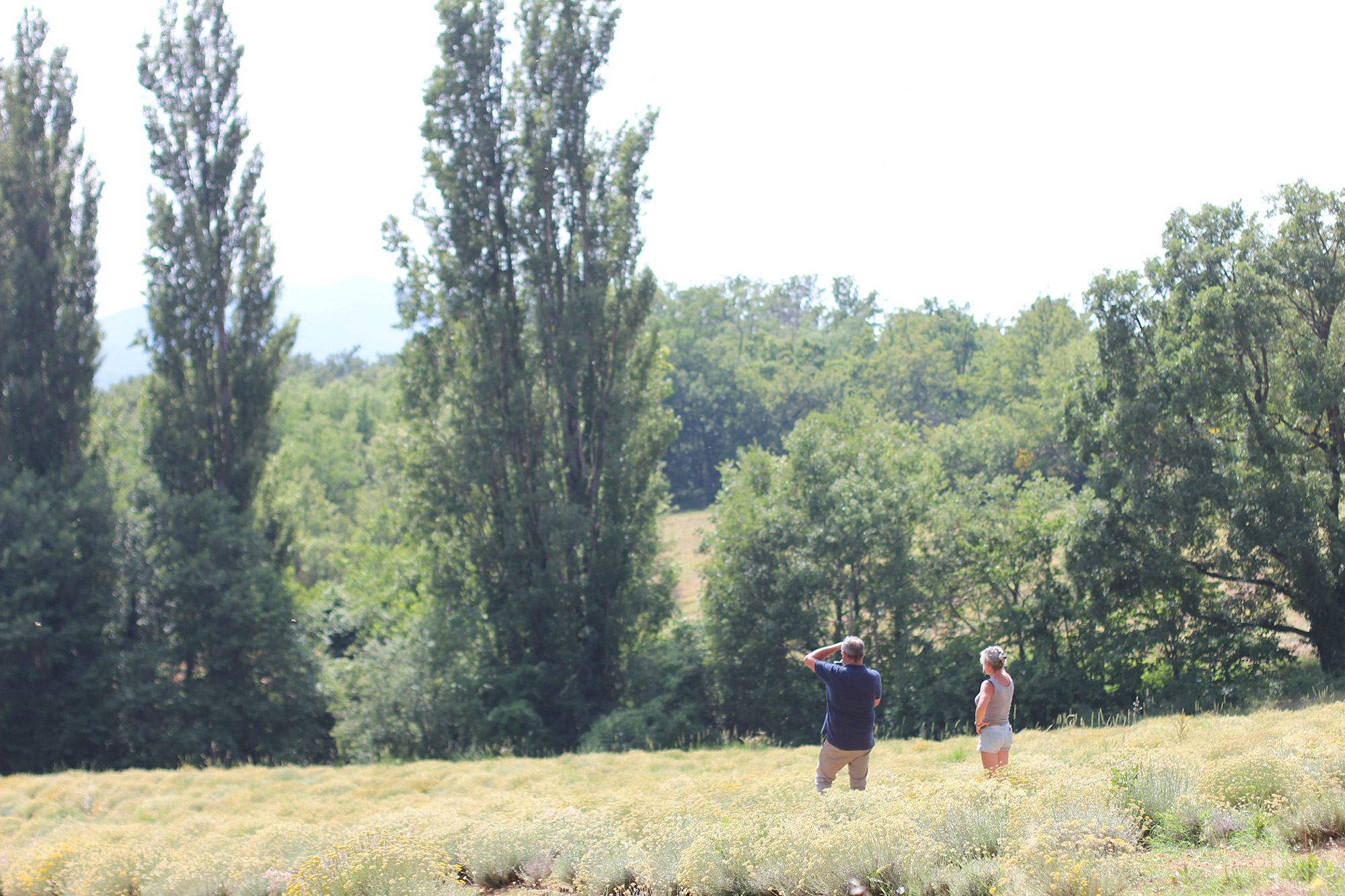 PPAM, matières premières aromatiques