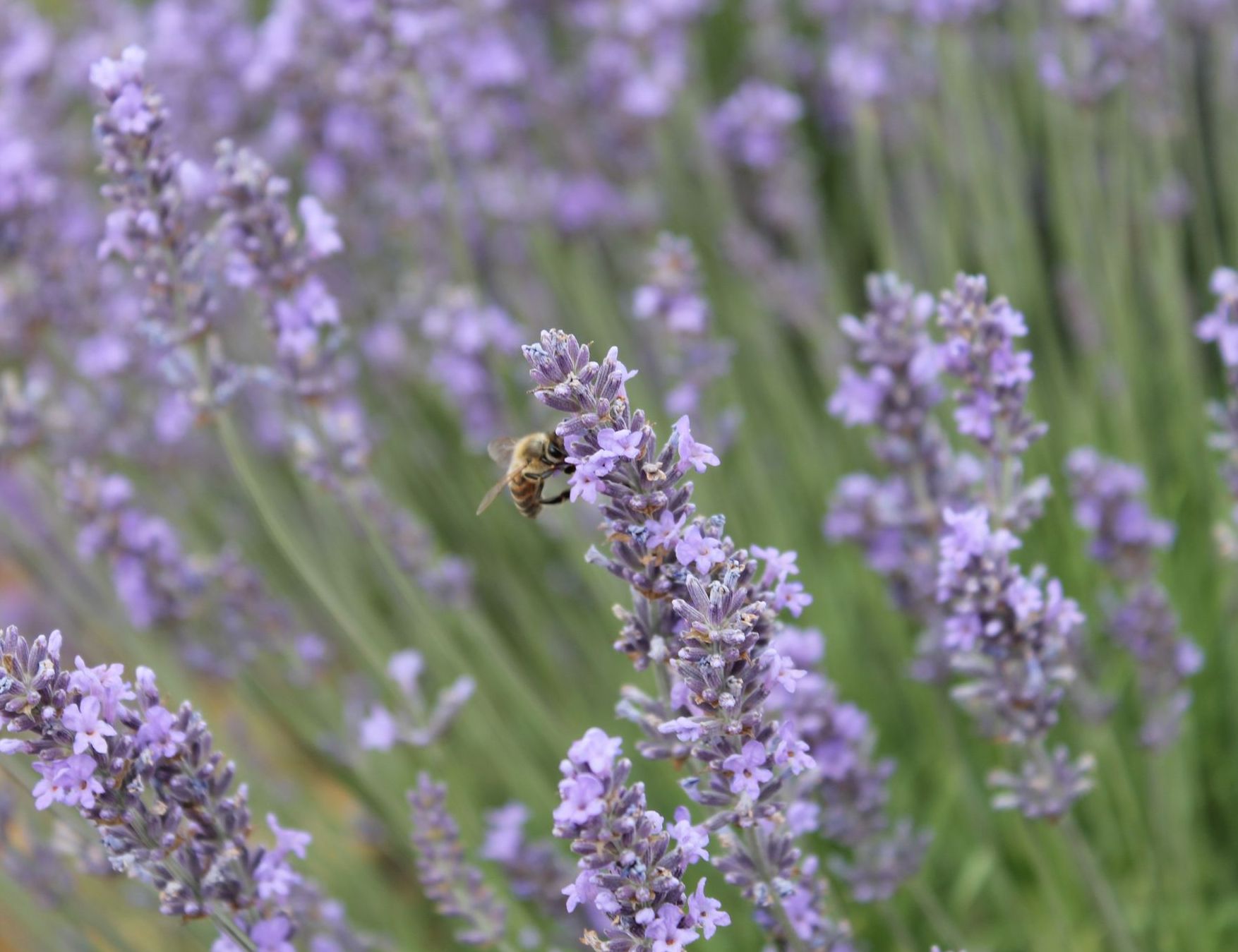 lavandes abeille lavandes abeille
