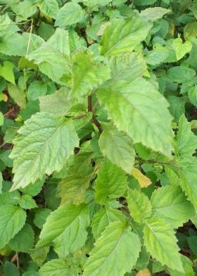 patchouli patchouli