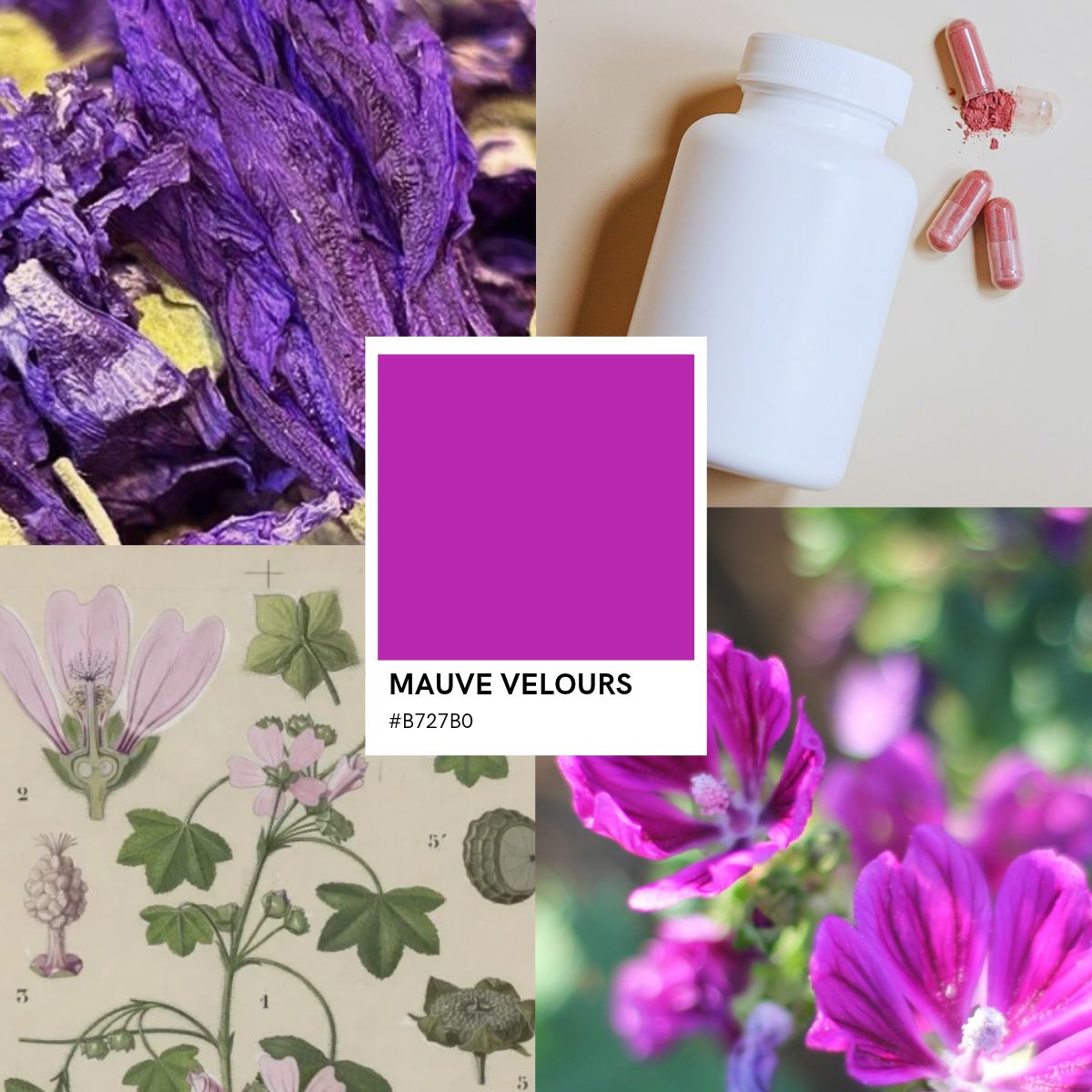 Mauve Elixens France