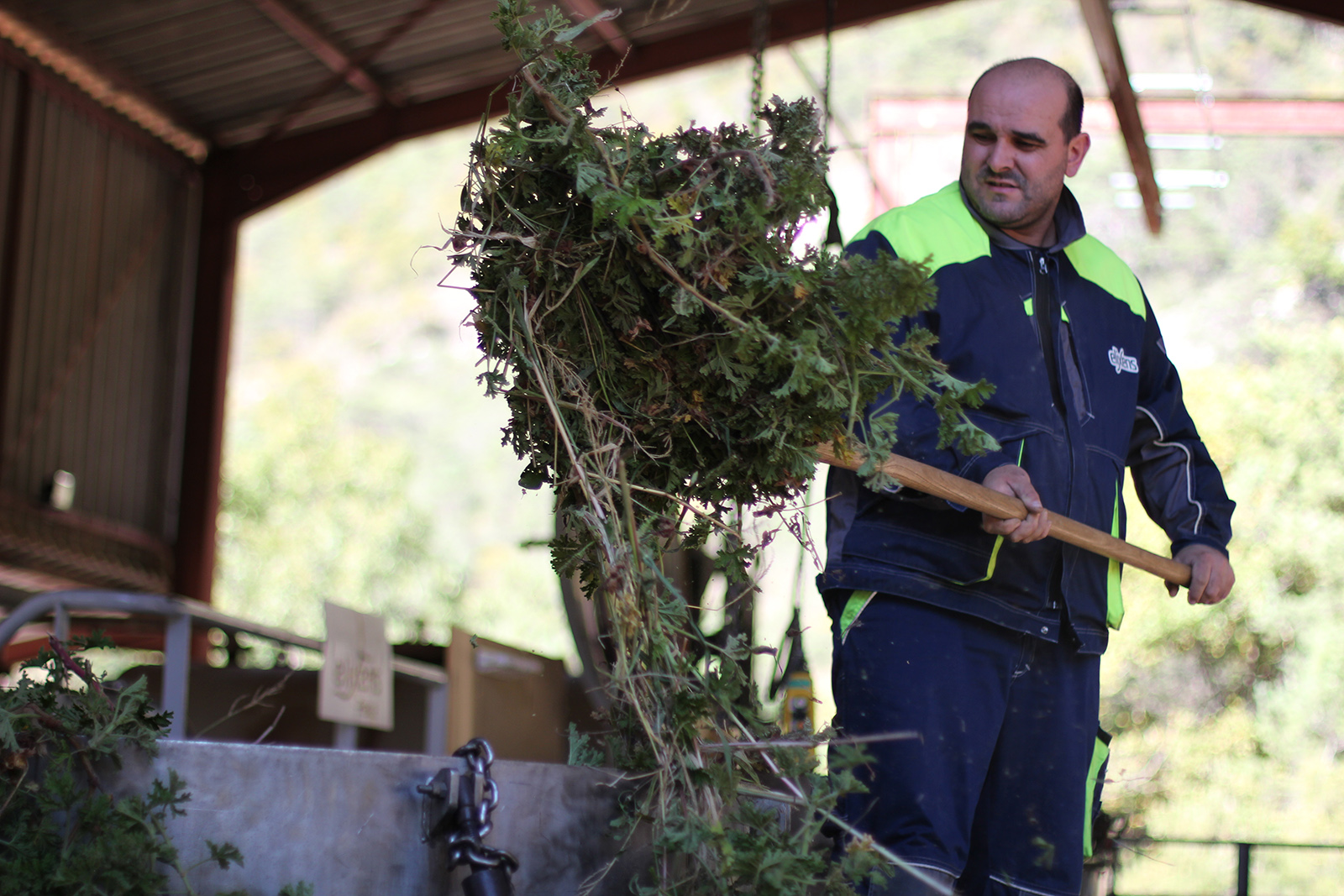 Hydrolat ou huile essentielle de cèdre bio