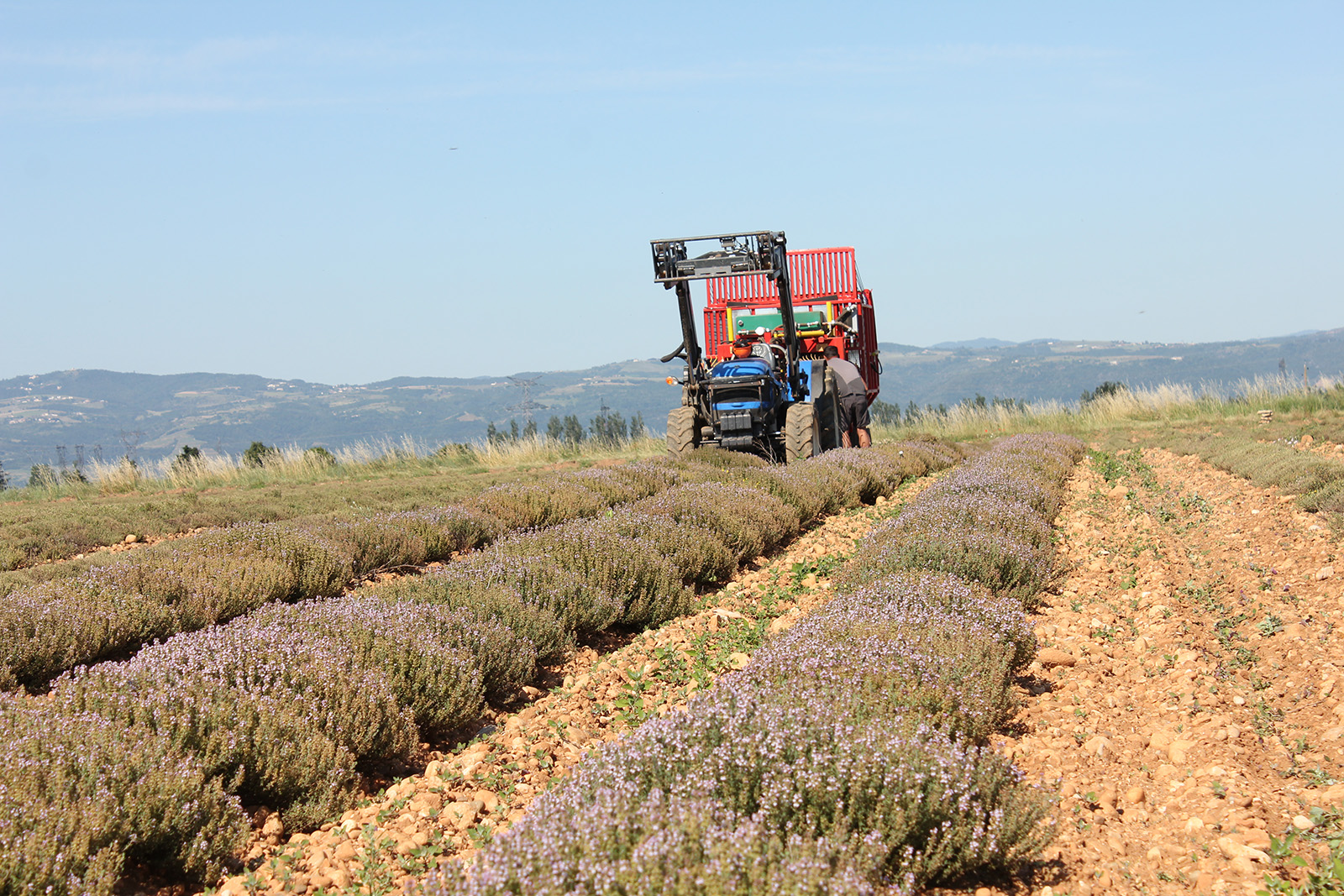 Thyme harvest, partner farmer