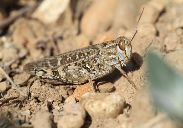 Inventaire biodiversité sica bio plantes et elixens