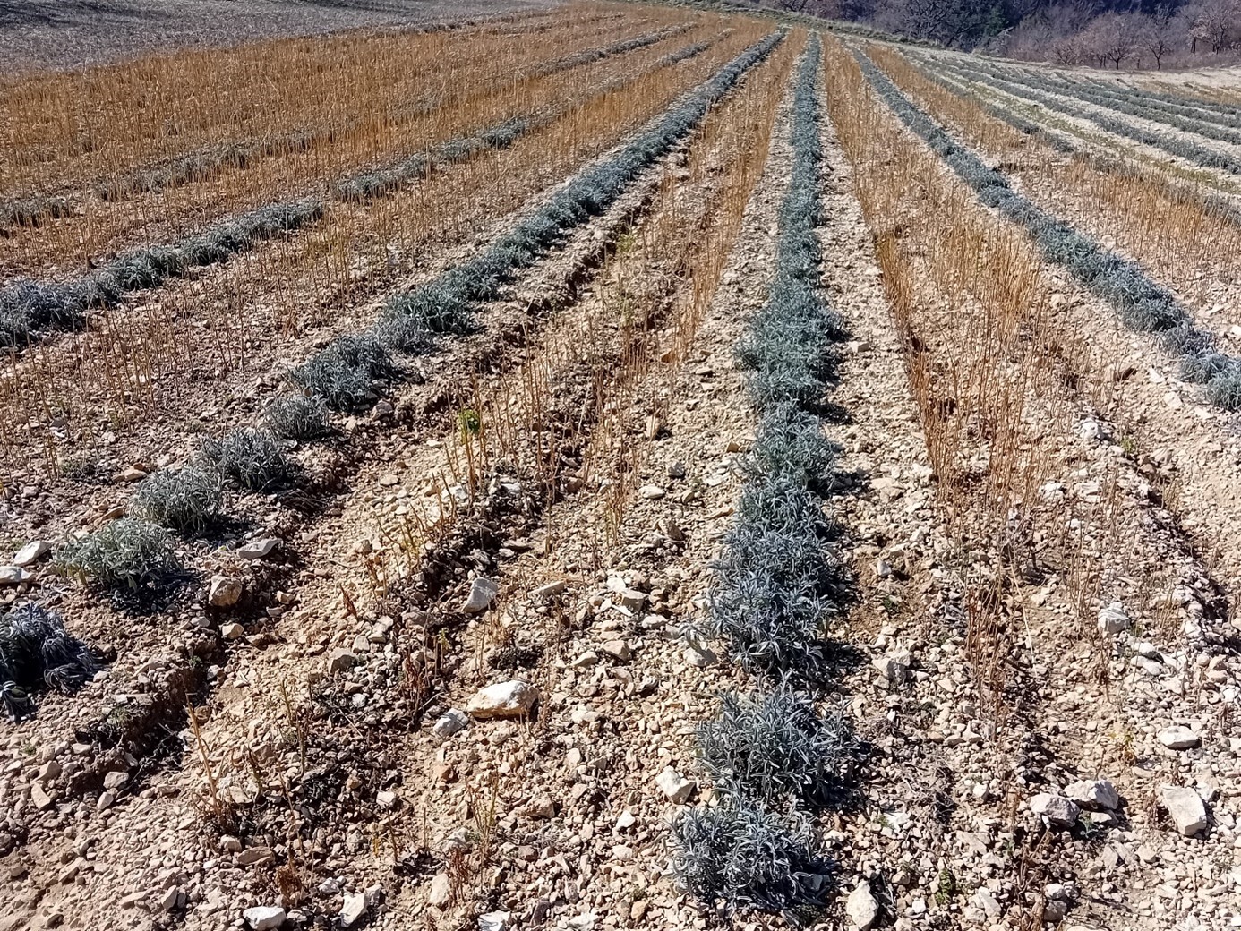 Couvert hivernal dans la sauge le 27/02/26