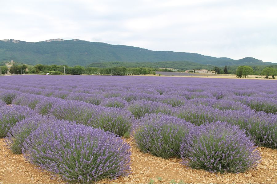 Lavandes et lavandins Lavandes et lavandins