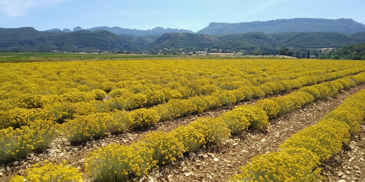 Clef des champs - Sauge séchée Bio