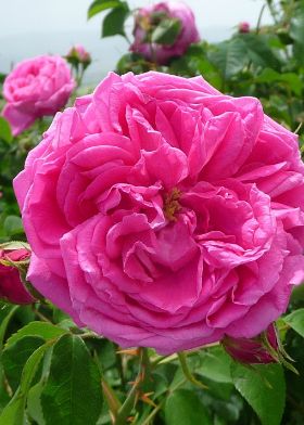 Rose de Damas