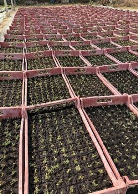 saison de bouturage de semis et de plantations saison de bouturage de semis et de plantations