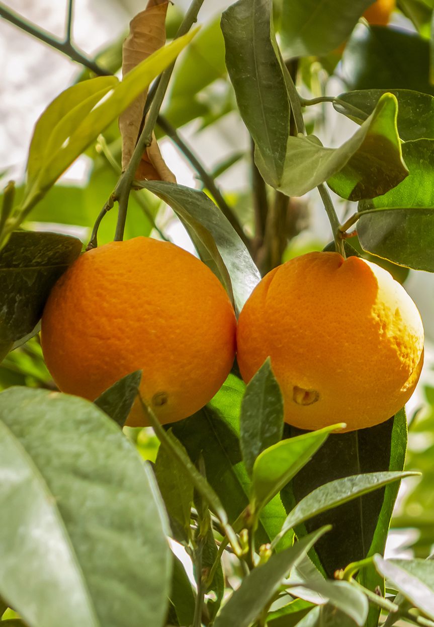 Orange du Brésil Orange du Brésil