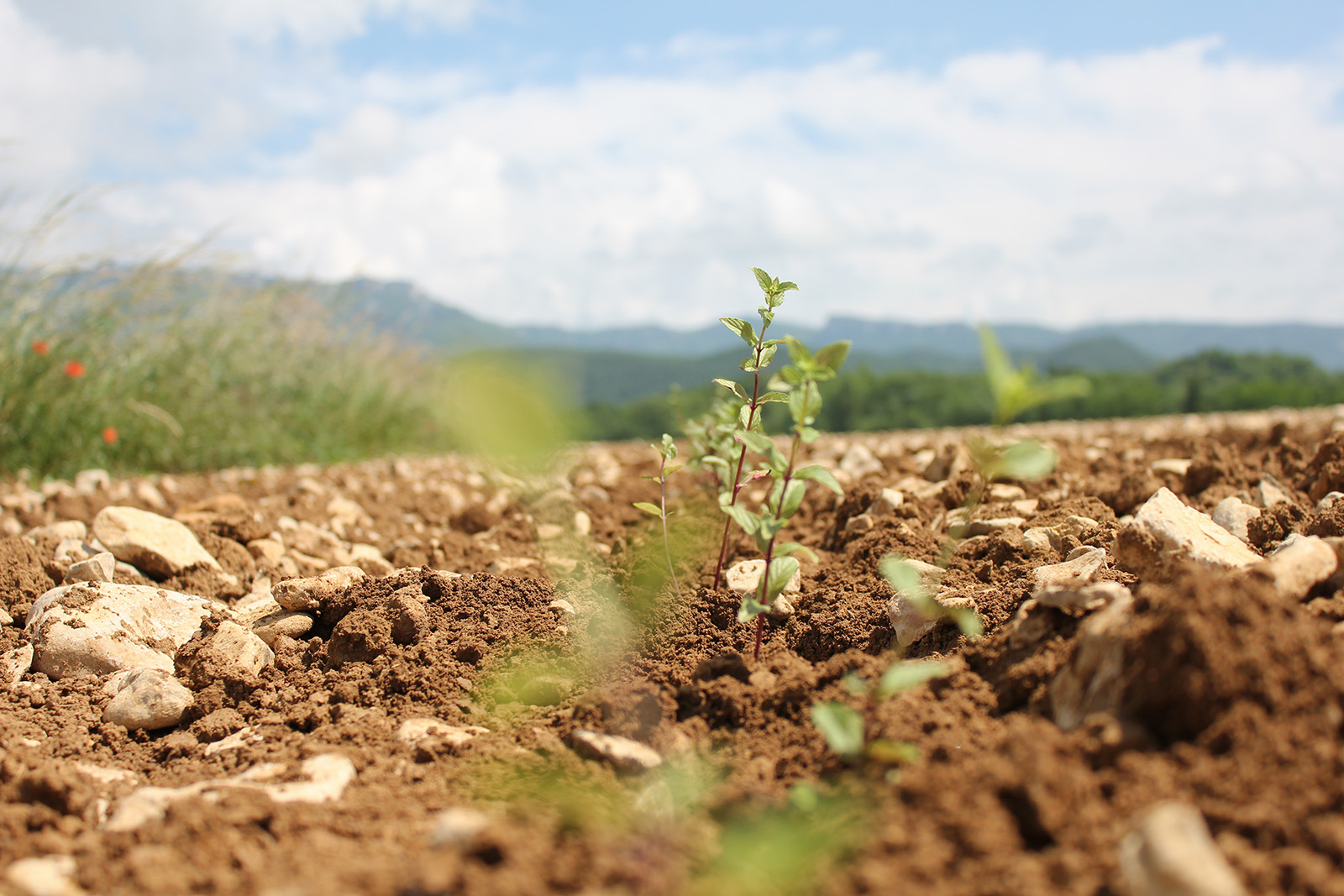 French mint crops