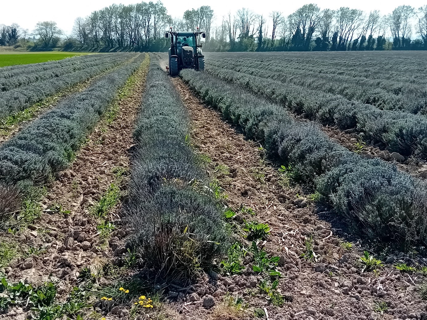 Binage des lavandes le 20/03/26