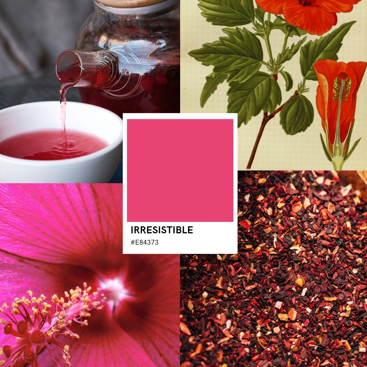 Hibiscus Elixens France