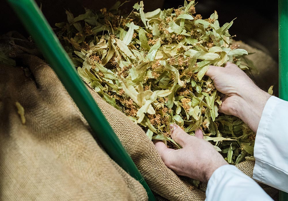 Elixens Vaison la Romaine