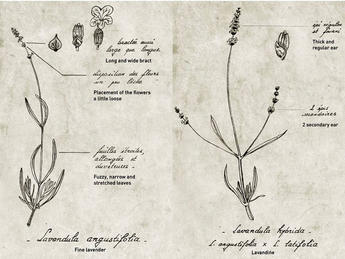 Différences botanique entre Lavande et Lavandin