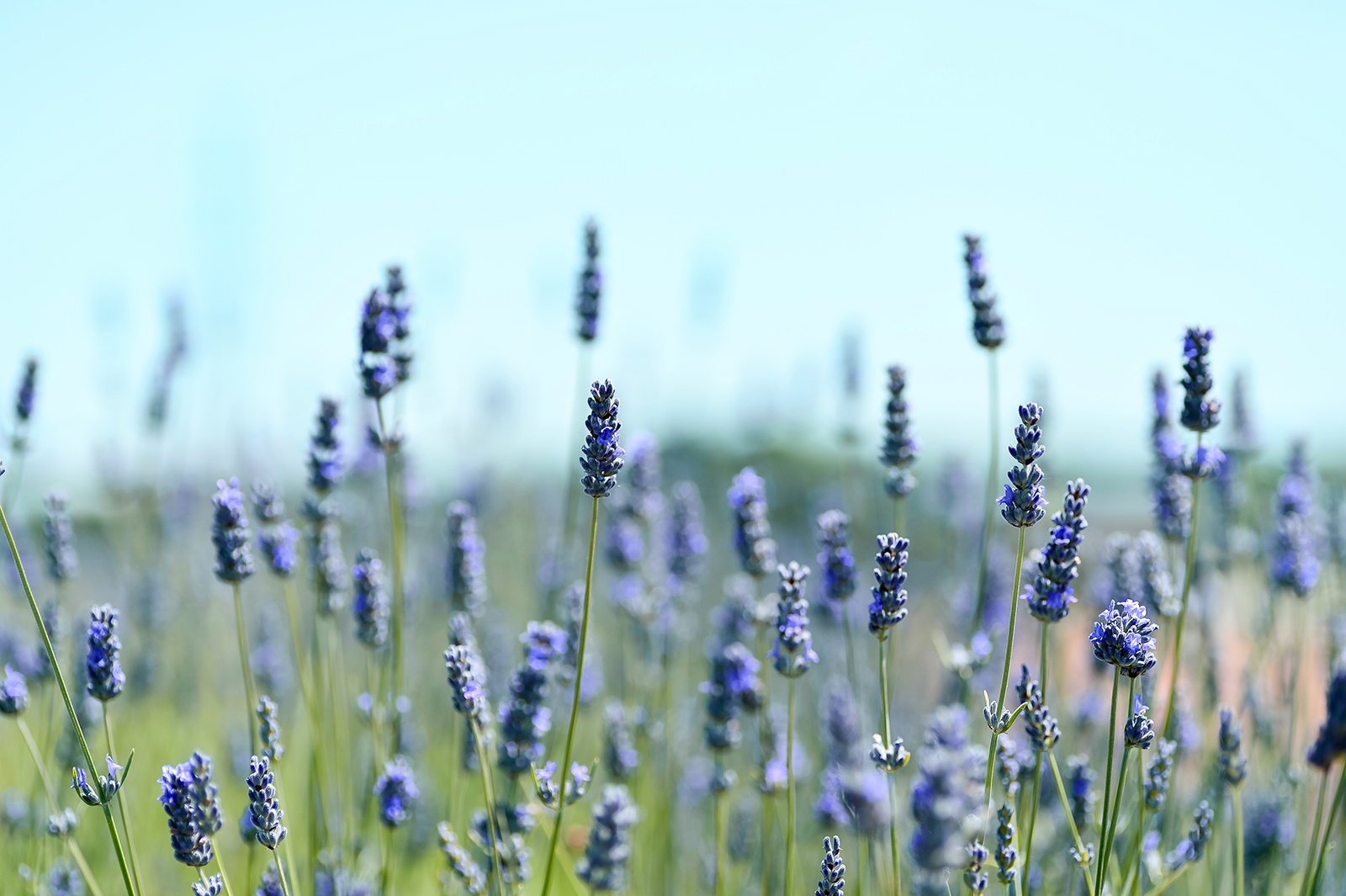 Lavender detergency composition
