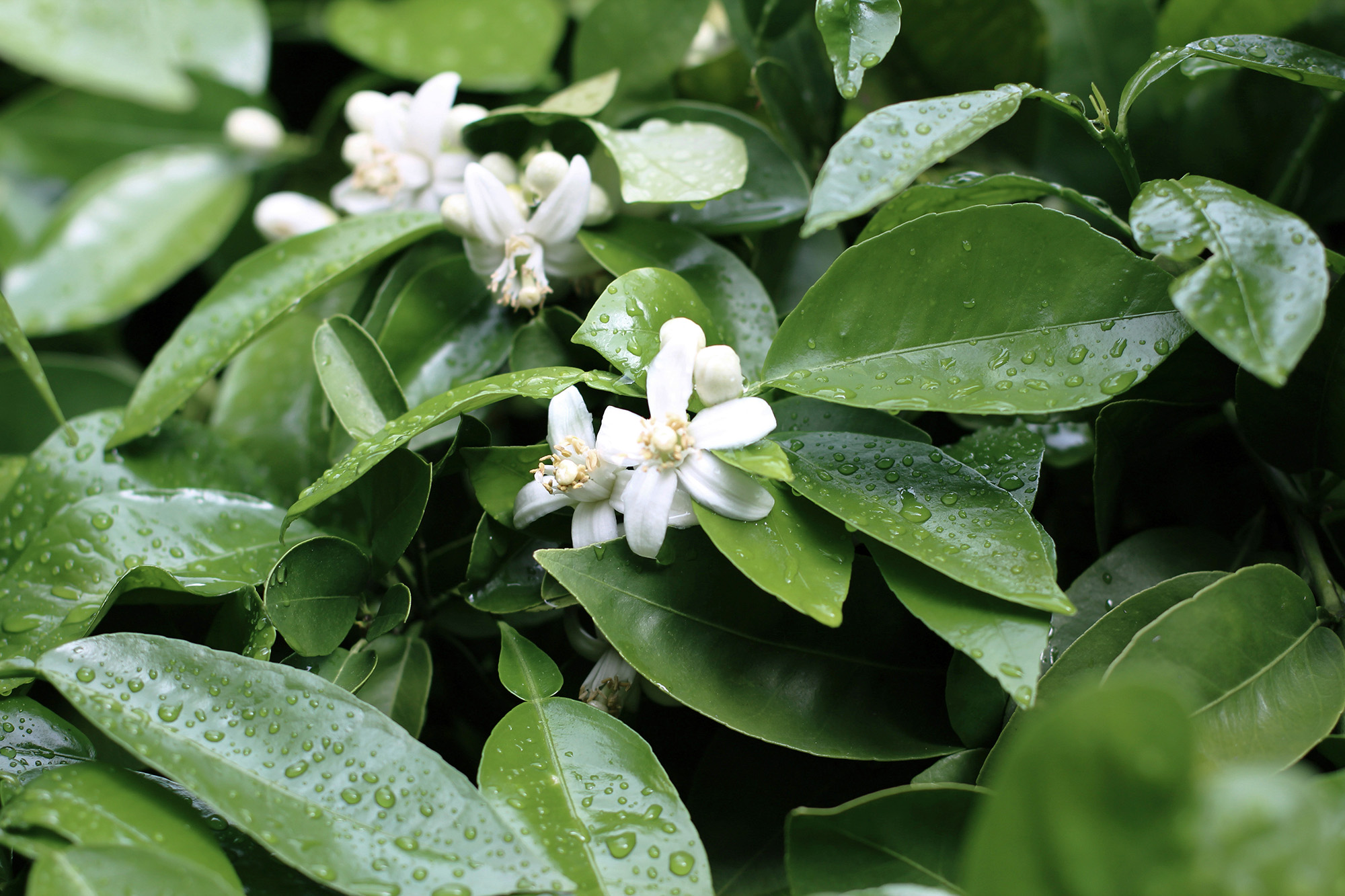 Natural neroli