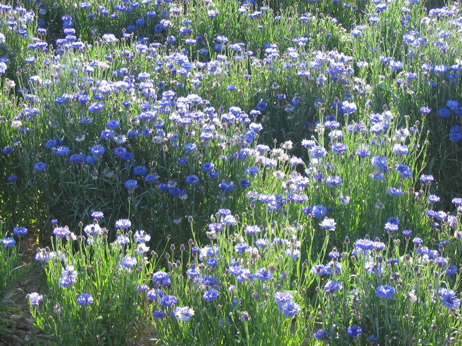 Eau Florale De Bleuet Des Champs Melvita - Neuf Sous Emballage - Réf. 9669779