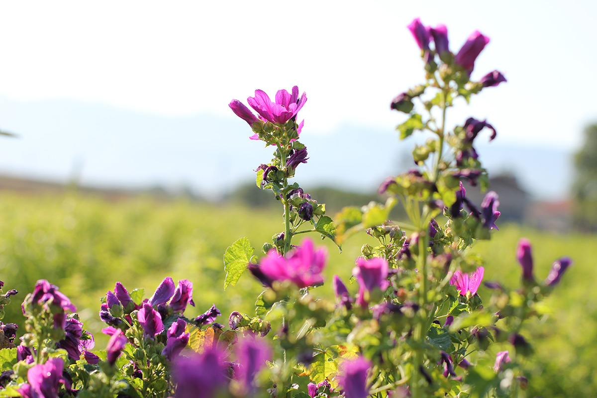 Eau florale de mauve 5% bio dauphine-provence