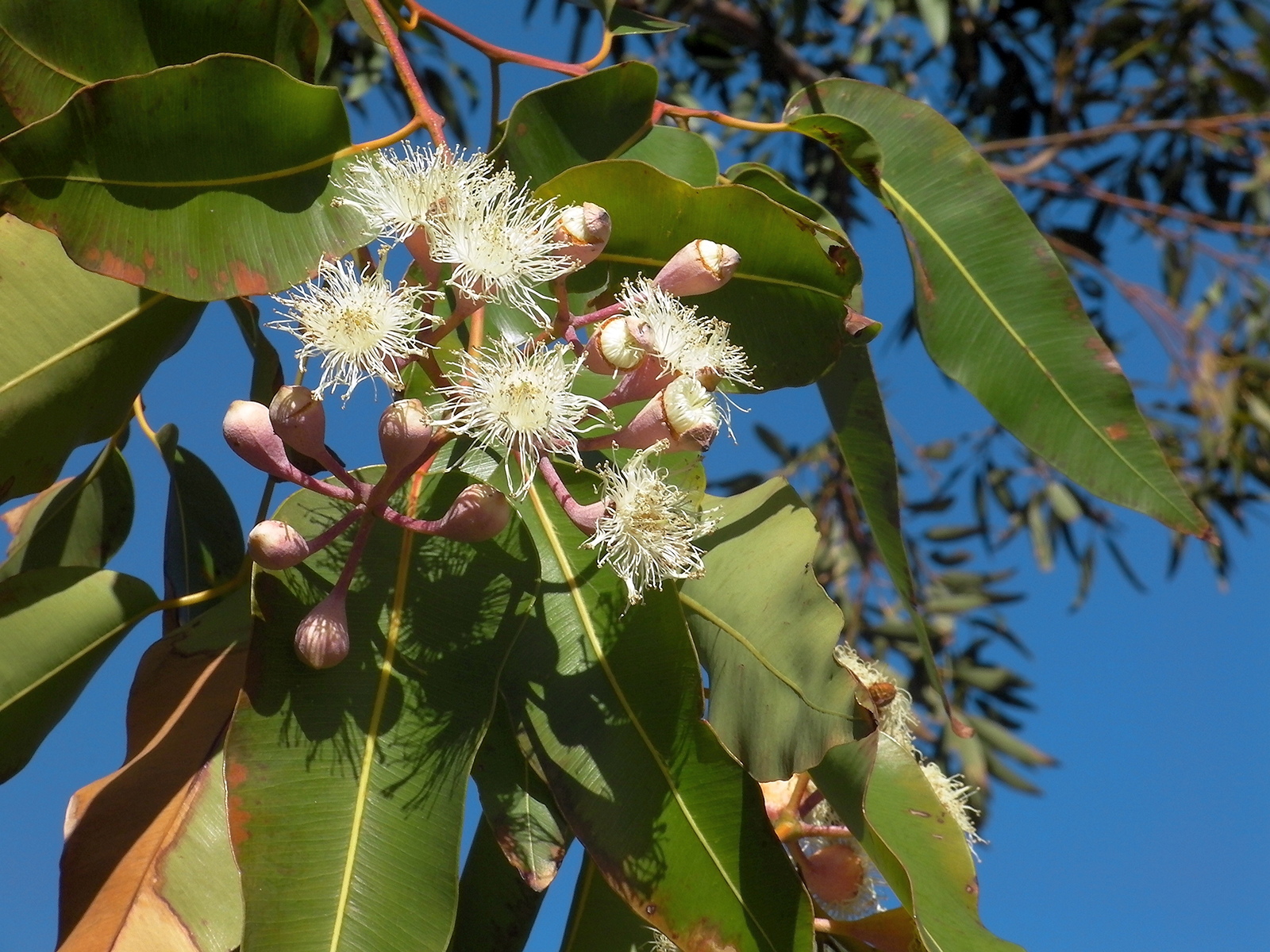 Huile essentielle Eucalyptus globulus Espagne naturelle, 8000-48-4