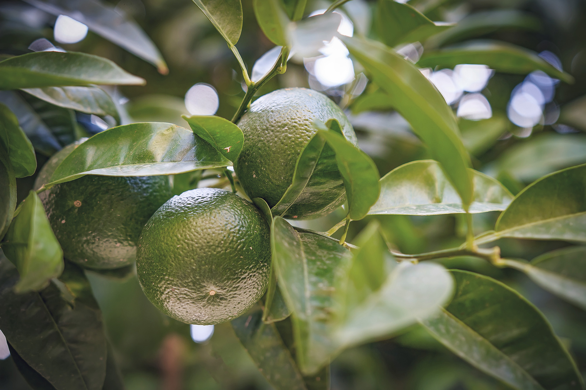 Organic green mandarin essential oil