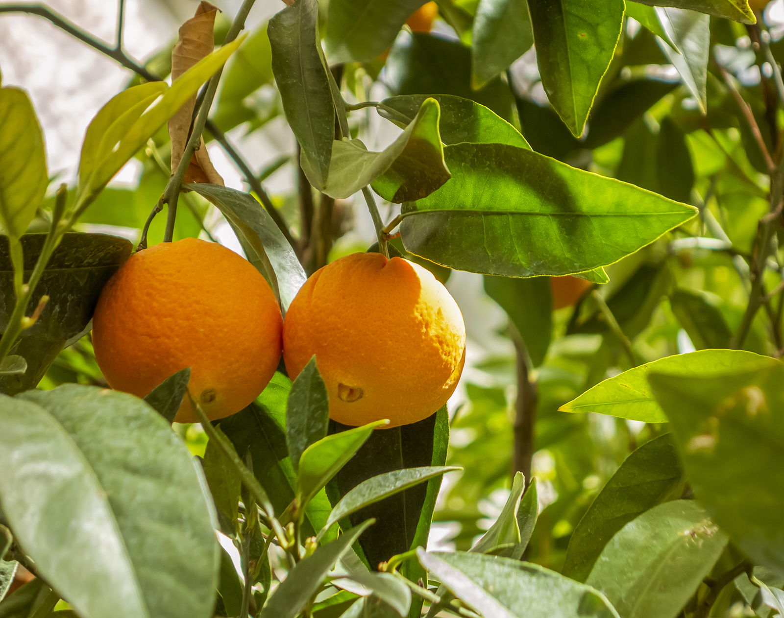 Huile Essentielle Orange 200ml - Citrus Sinensis - Brésil - 100% Pur pour  Bon Sommeil - Beauté - Bain - Soins du Corps - Bien-être - Cosmétiques -  Relaxation - Massage - Spa - Aromathérapie : : Hygiène et Santé