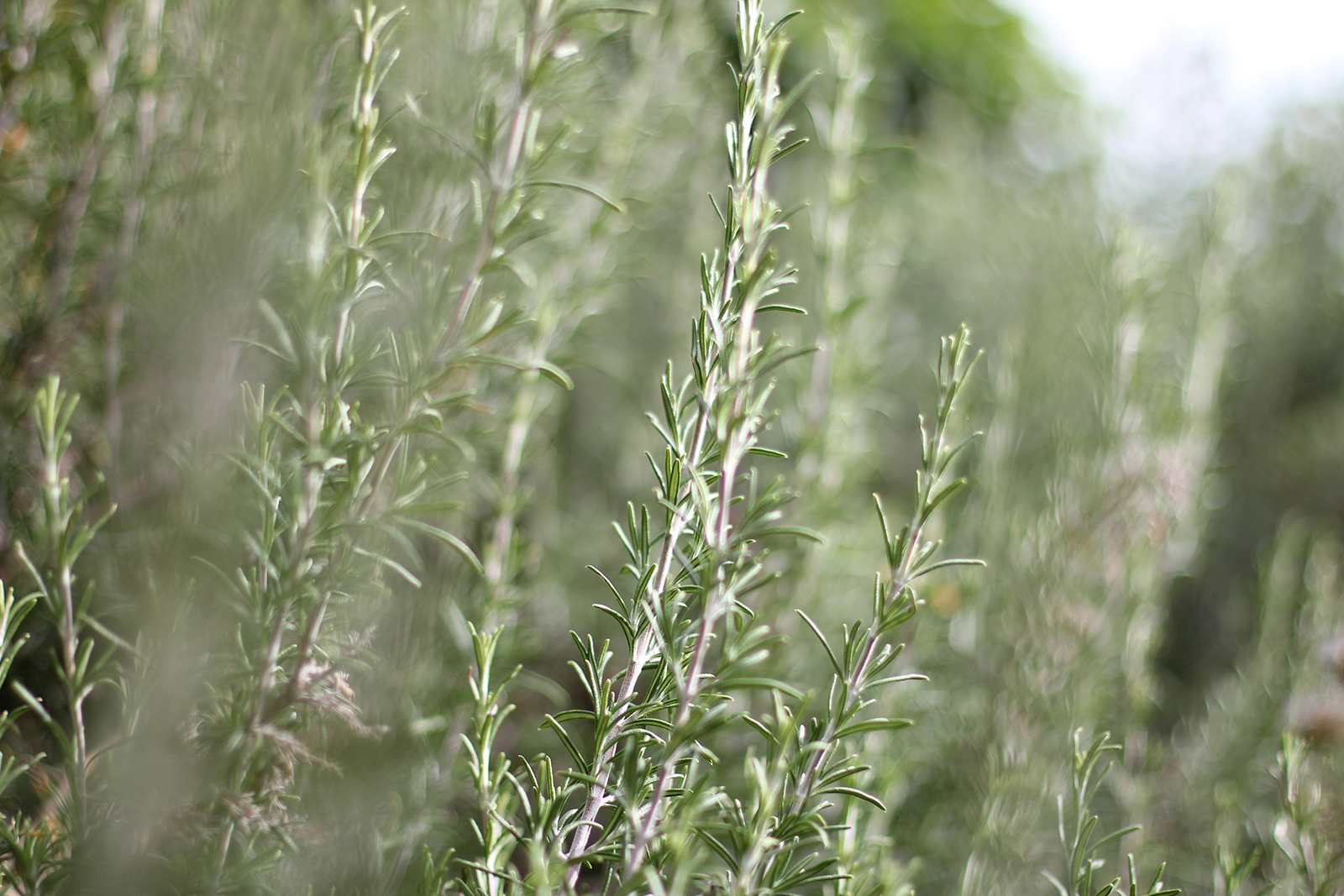 Hydrolat bio Romarin - rosmarinus officinalis - Senteurs du Claut