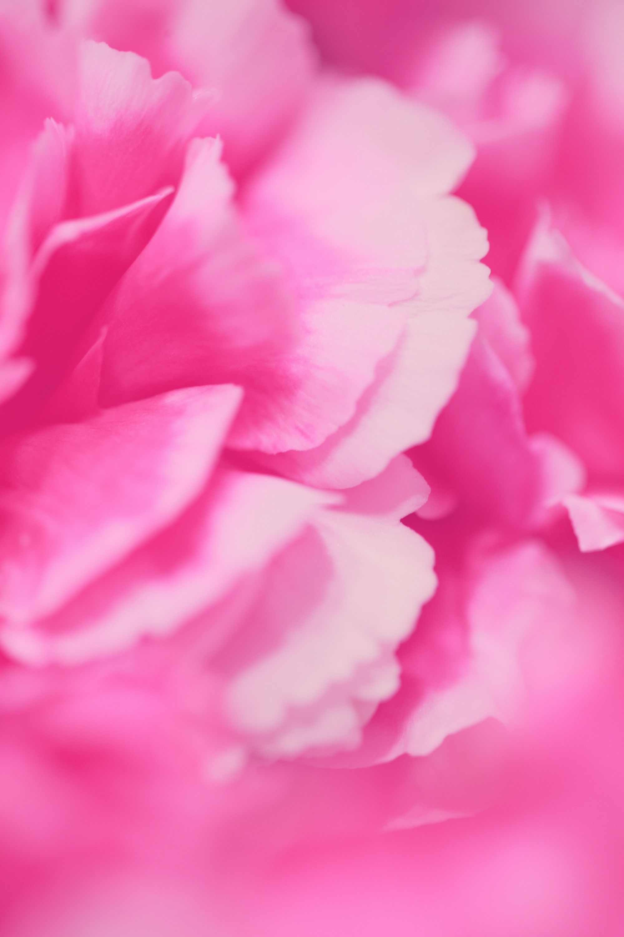Hydrolat de Rose