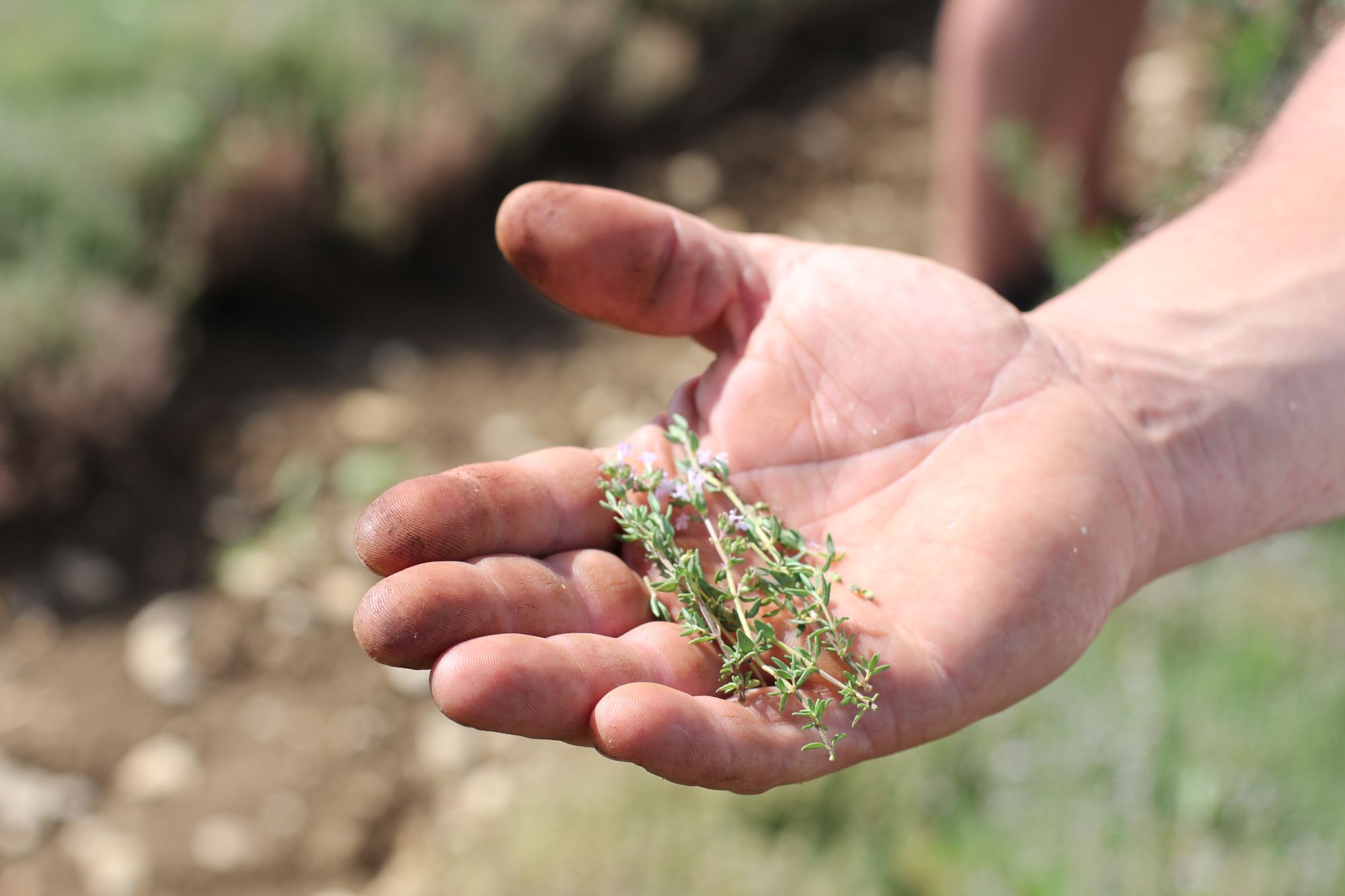 SICA BIO Plantes