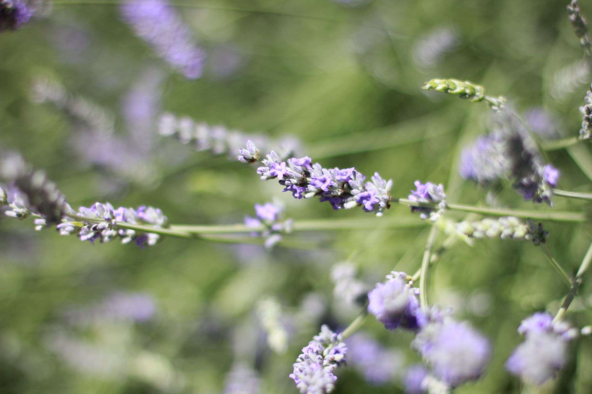 Lavandes et lavandins