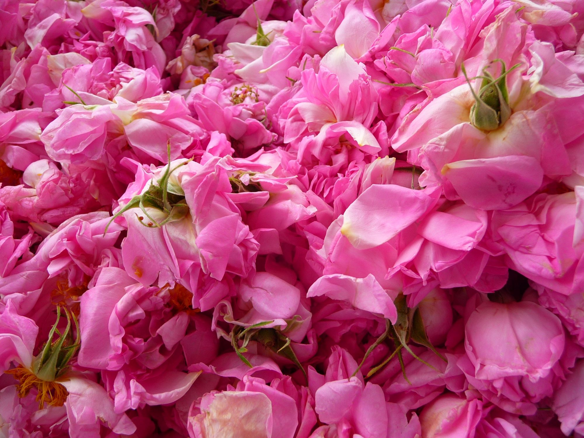 Rose Elixens Rose Elixens