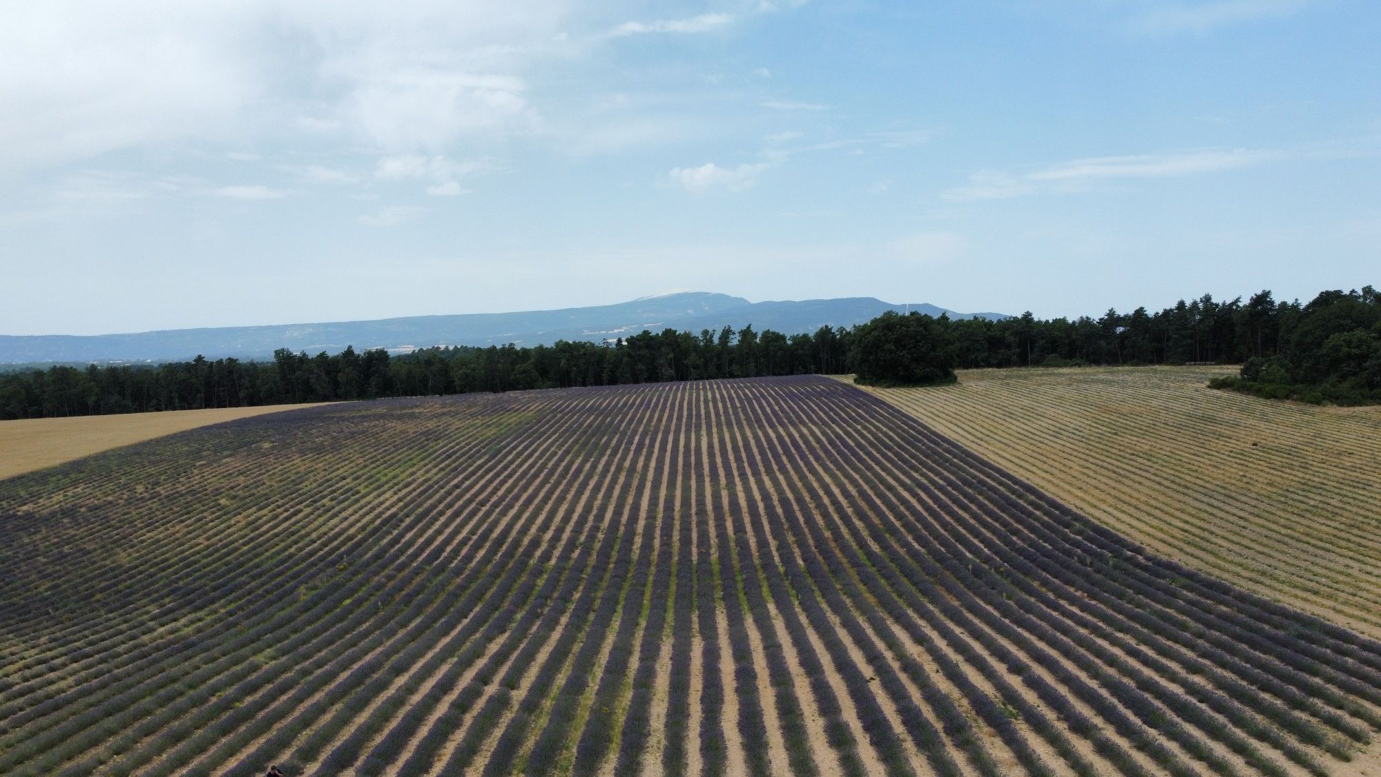 Champs de lavande du Ventoux