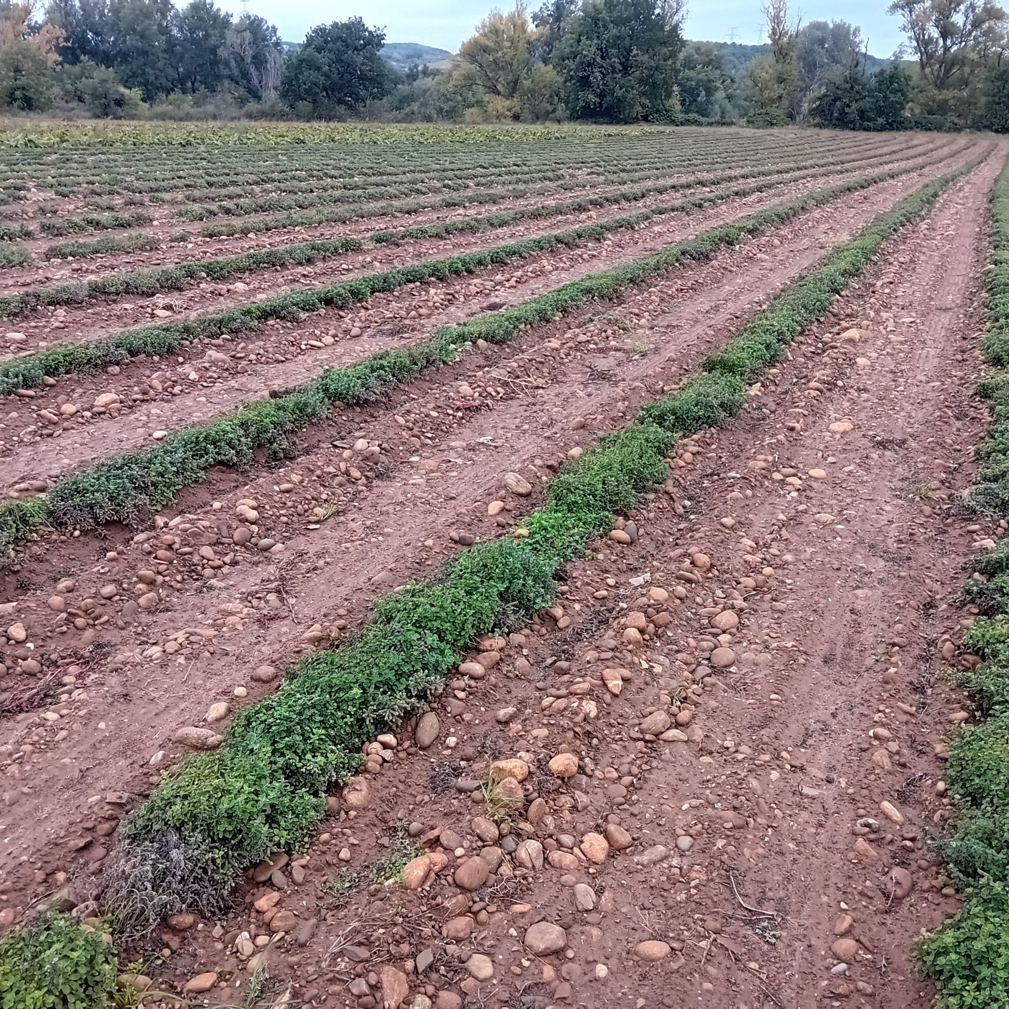 Parcelle de marjolaine